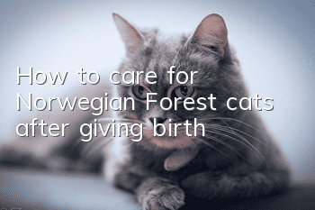 How to care for Norwegian Forest cats after giving birth
