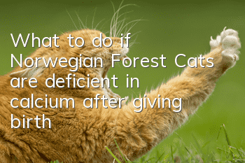 What to do if Norwegian Forest Cats are deficient in calcium after giving birth