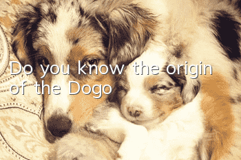 Do you know the origin of the Dogo?
