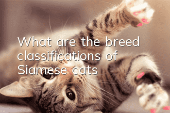 What are the breed classifications of Siamese cats?