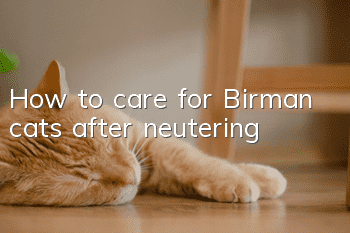 How to care for Birman cats after neutering