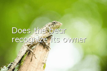 Does the bear recognize its owner?