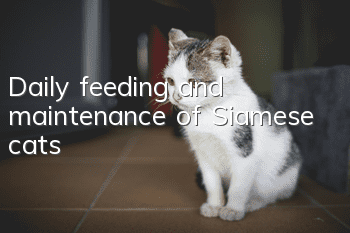 Daily feeding and maintenance of Siamese cats