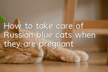 How to take care of Russian blue cats when they are pregnant