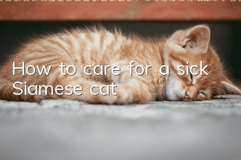 How to care for a sick Siamese cat?