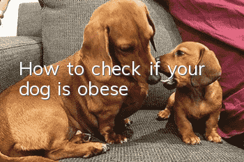 How to check if your dog is obese?