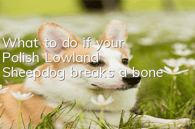 What to do if your Polish Lowland Sheepdog breaks a bone