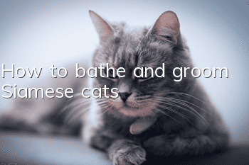 How to bathe and groom Siamese cats?