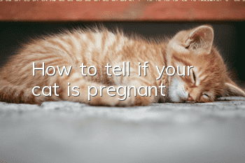 How to tell if your cat is pregnant