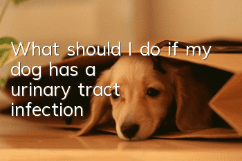 What should I do if my dog has a urinary tract infection?
