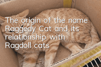 The origin of the name Raggedy Cat and its relationship with Ragdoll cats