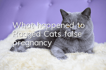 What happened to Ragged Cat’s false pregnancy?