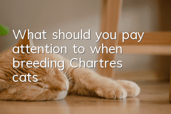 What should you pay attention to when breeding Chartres cats?