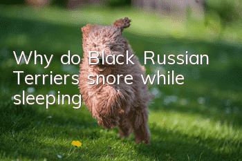 Why do Black Russian Terriers snore while sleeping?