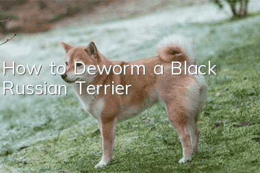 How to Deworm a Black Russian Terrier