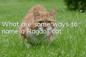 What are some ways to name a Ragdoll cat?
