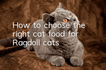 How to choose the right cat food for Ragdoll cats?