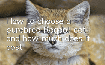 How to choose a purebred Ragdoll cat and how much does it cost?