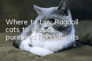 Where to buy Ragdoll cats to choose purebred Ragdoll cats?
