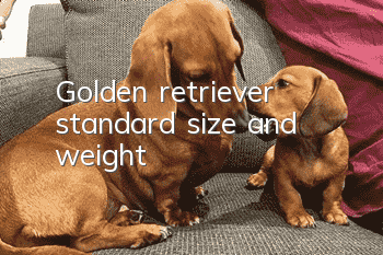 Golden retriever standard size and weight
