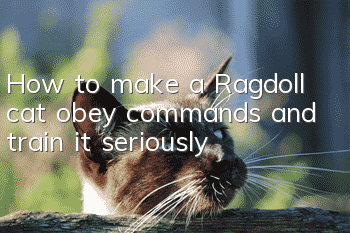 How to make a Ragdoll cat obey commands and train it seriously?