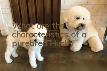 What are the characteristics of a purebred Husky?