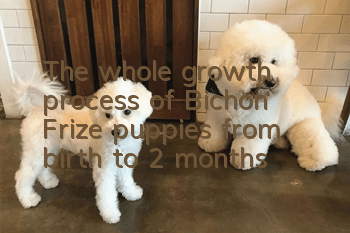 The whole growth process of Bichon Frize puppies from birth to 2 months