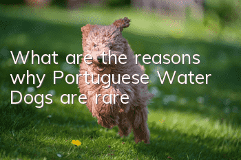 What are the reasons why Portuguese Water Dogs are rare?