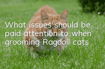 What issues should be paid attention to when grooming Ragdoll cats?