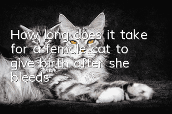 How long does it take for a female cat to give birth after she bleeds?