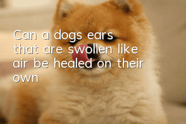 Can a dog's ears that are swollen like air be healed on their own?