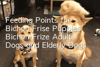 Feeding Points for Bichon Frise Puppies, Bichon Frize Adult Dogs and Elderly Dogs