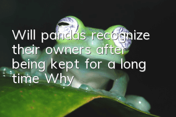 Will pandas recognize their owners after being kept for a long time? Why?