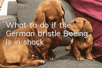 What to do if the German bristle Boeing is in shock