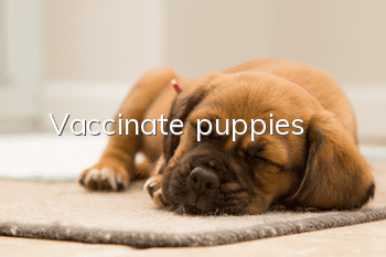 Vaccinate puppies