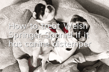 How to treat Welsh Springer Spaniel if it has canine distemper
