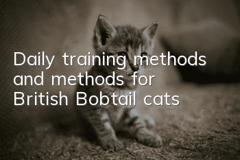 Daily training methods and methods for British Bobtail cats