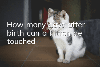 How many days after birth can a kitten be touched?
