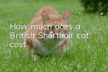 How much does a British Shorthair cat cost?