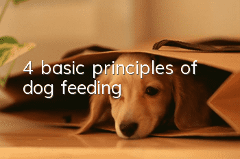 4 basic principles of dog feeding