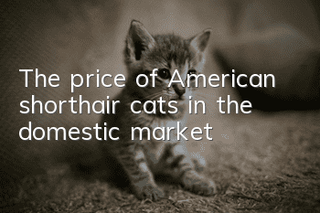 The price of American shorthair cats in the domestic market