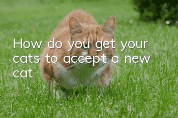 How do you get your cats to accept a new cat?