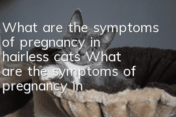What are the symptoms of pregnancy in hairless cats? What are the symptoms of pregnancy in hairless cats?