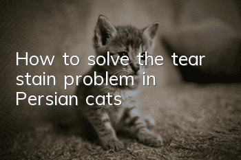 How to solve the tear stain problem in Persian cats?