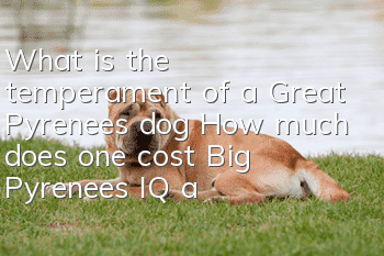 What is the temperament of a Great Pyrenees dog? How much does one cost? Big Pyrenees IQ and Training Methods