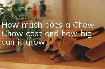How much does a Chow Chow cost and how big can it grow?