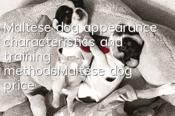 Maltese dog appearance characteristics and training methods_Maltese dog price
