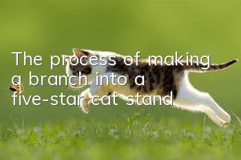 The process of making a branch into a five-star cat stand