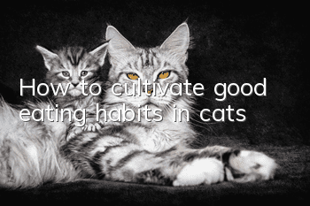 How to cultivate good eating habits in cats?