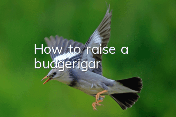 How to raise a budgerigar